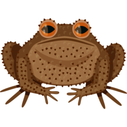 Poison Toad