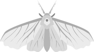 Giant Moth (monster).png