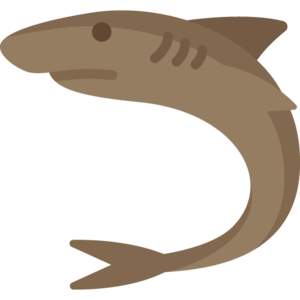 Shark (item).png